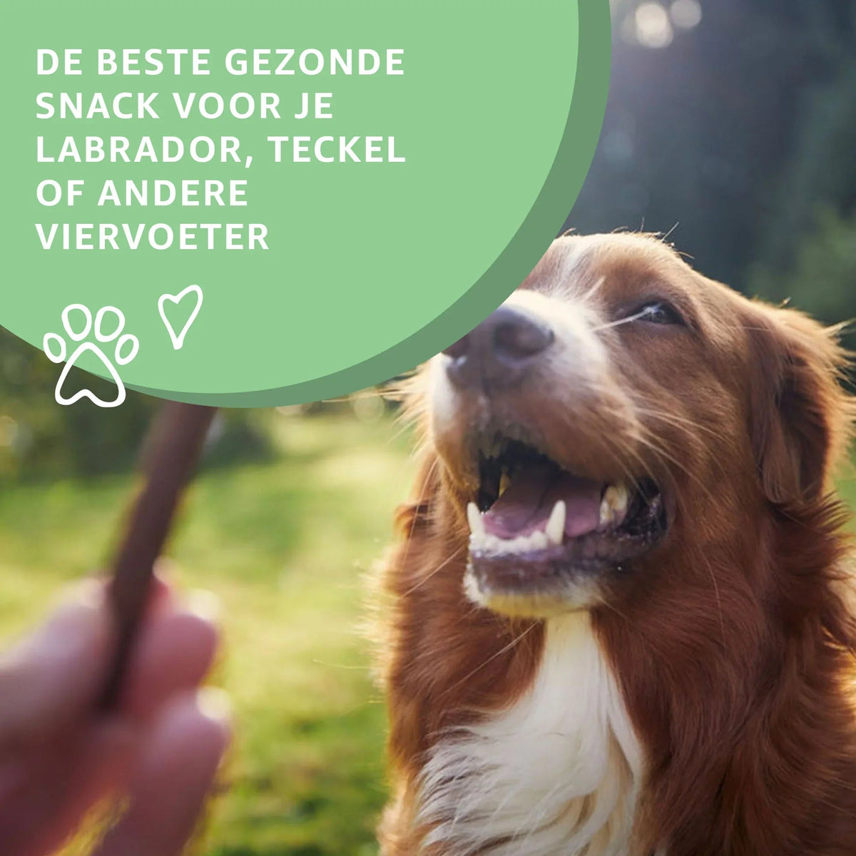 🐾 Patas de Pollo Blancas Naturales para Perros – Snack Crujiente y Rico en Proteínas 🍗