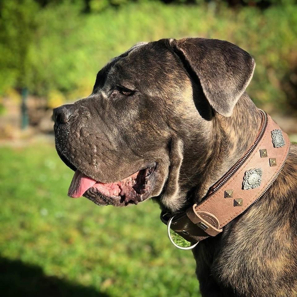 🐺 Collar de Cuero BESTIA AZTEC Grey – Elegancia, Fuerza y Diseño Exclusivo