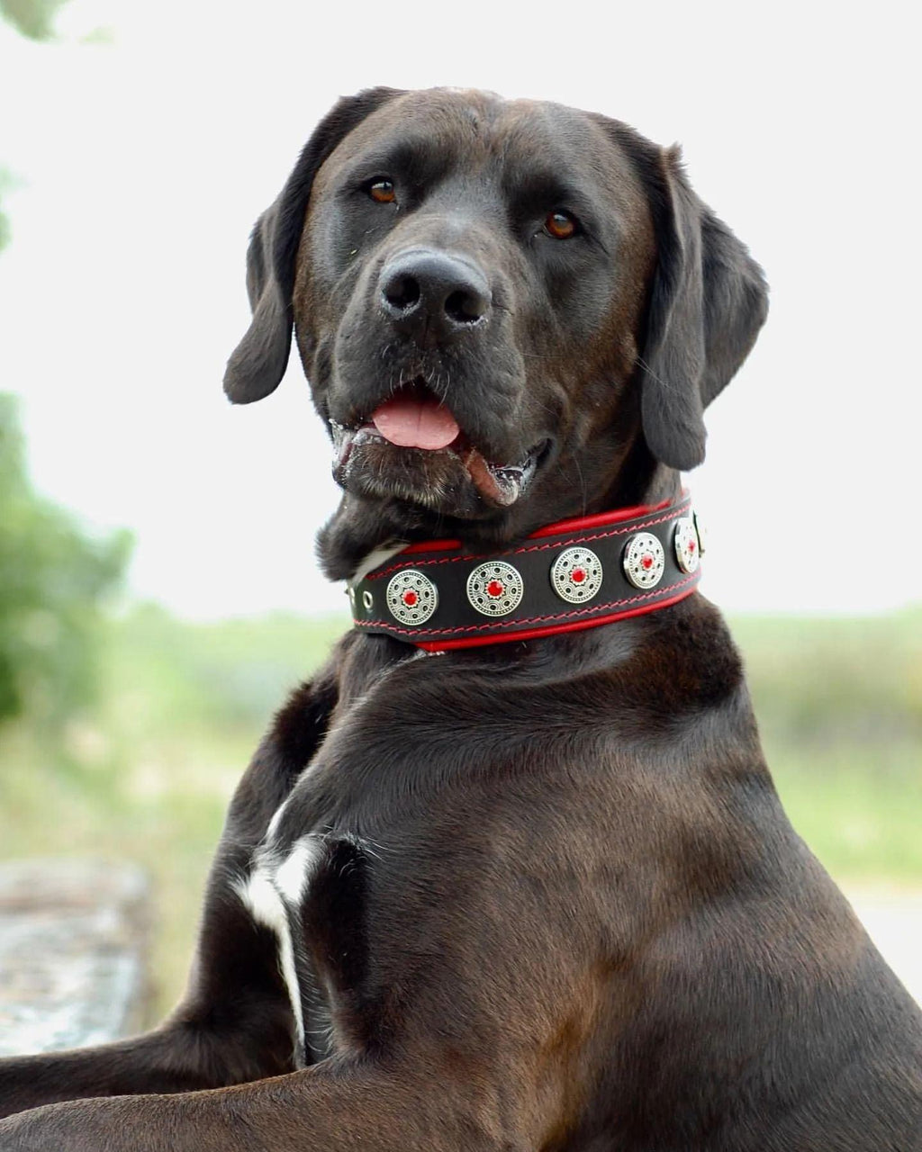 ❤️ Collar BESTIA BIJOU con Cristales Rojos – Lujo, Elegancia y Comodidad para tu Perro 🐾