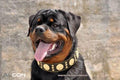 🐕 Collar de Cuero BESTIA MAXIMUS – Negro y Dorado | Lujo, Resistencia y Comodidad