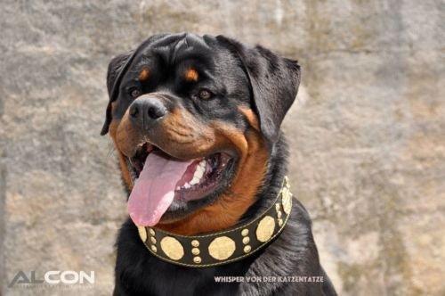 🐕 Collar de Cuero BESTIA MAXIMUS – Negro y Dorado | Lujo, Resistencia y Comodidad