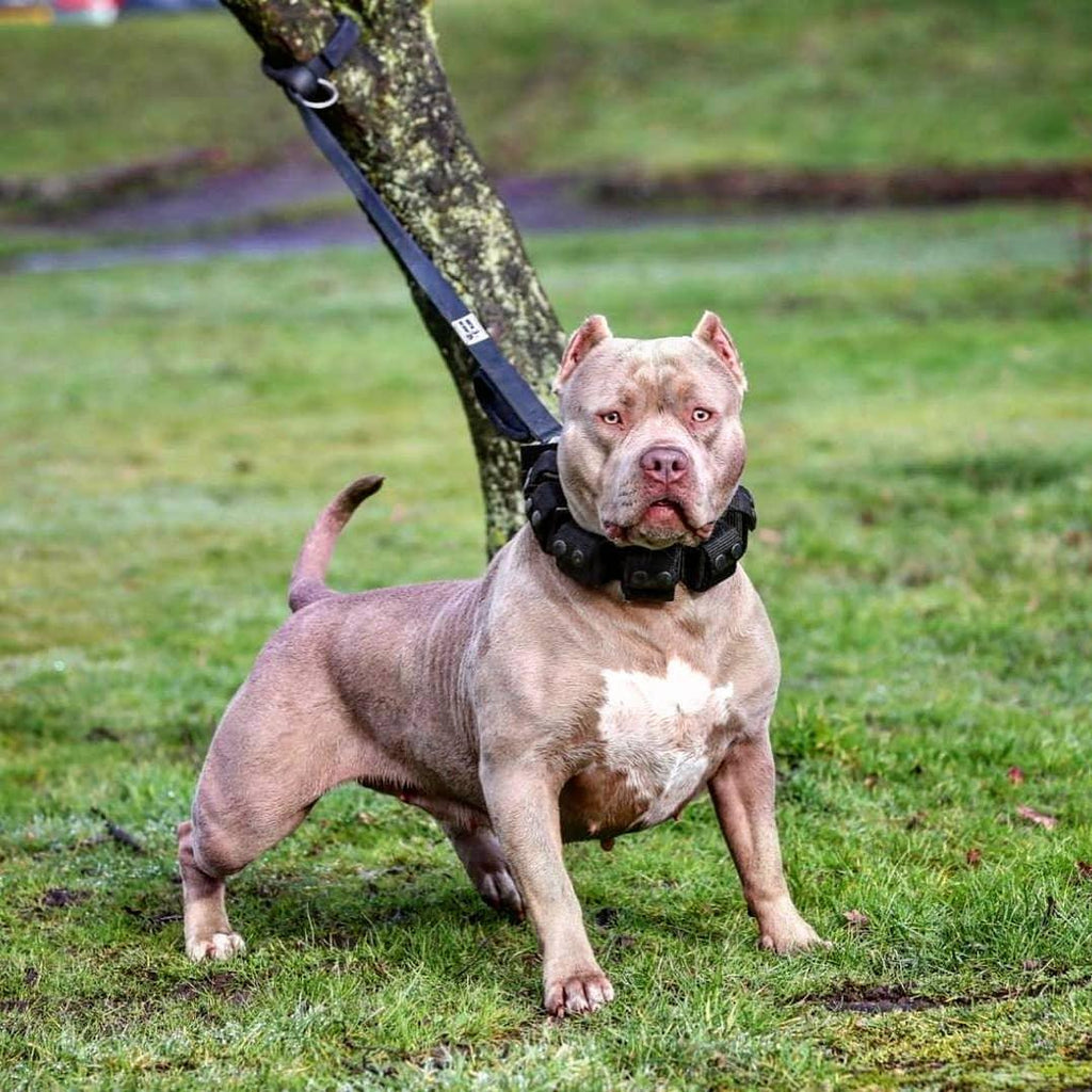 🐕 Collar de Entrenamiento con Peso BESTIA – Pesos Extraíbles y Ajustables 💪